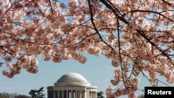 El Monumento a Thomas Jefferson está enmarcado por flores de cerezo alrededor del Tidal Basin en Washington. Foto de archivo.