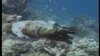 Scientists Look to Space to Map Ocean Floor