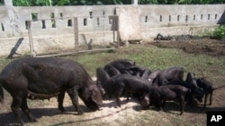 Five nations will receive the first grants from a new fund aimed at helping developing-world farms like this one in Haiti.