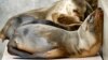 Wave of Sea Lion Strandings Linked to Warmer Pacific Waters