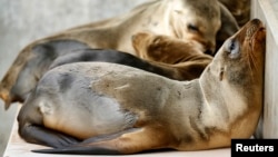 Rescued California sea lion pups rest in their holding pen at Sea World San Diego in San Diego, California, Jan. 28, 2015. 