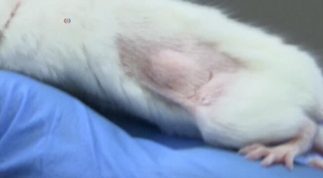 Mice Help Find the Right Chemotherapy Treatment for Cancer Patients