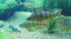 Study Reveals Harm to Fish From Tiny Bit of Plastic Pollution