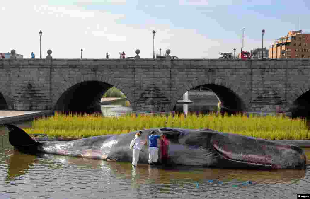 Artists perform a rescue simulation on a hiper realistic fibreglass art installation of a beached whale entitled "Whale" by Captian Boomer, a collective of Belgian artists, as part of an inaguration of the city's Fall Season cultural program in the Manaznares river in Madrid