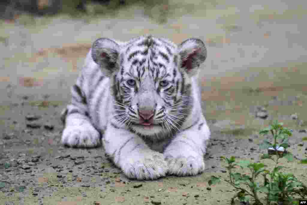A white albino Bengal tiger cub is seen at a zoo in Bangladesh’s second largest city Chittagong, Sept. 12, 2018.