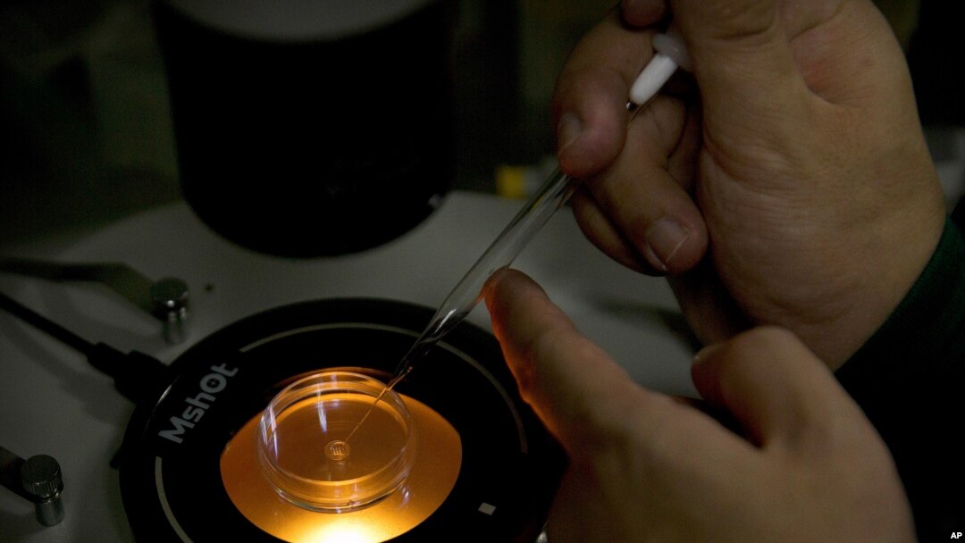 FILE - Qin Jinzhou deposits an embryo into a microplate after injecting it with Cas9 protein and PCSK9 sgRNA in a laboratory in Shenzhen in southern China's Guangdong province, Oct. 9, 2018.