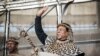 FILE - Zulu King Goodwill Zwelithini greets his supporters at The Moses Mabhida Football Stadium in Durban, South Africa, Oct. 7, 2018.