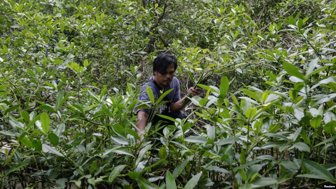 Mangrove batik craftsman, Sodikin, 48 years old, looks for fallen mangrove fruits at a mangrove forest in Klaces village, Cilacap, Central Java province, Indonesia, November 4, 2021. (REUTERS/Ajeng Dinar Ulfiana)
