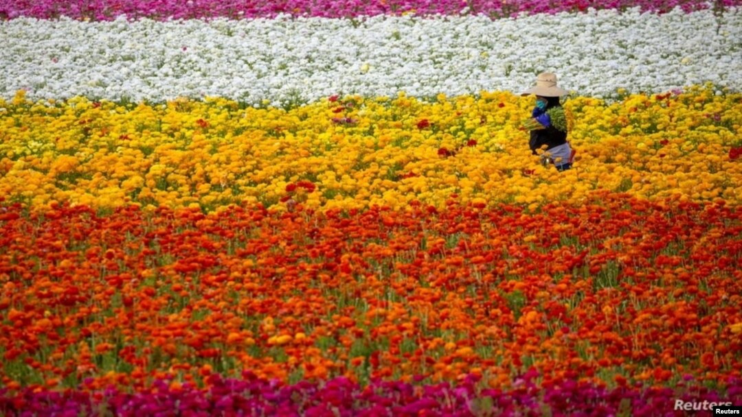 Un trabajador de campo recoge flores de ranúnculo en los Campos de Flores en Carlsbad, California, EE. UU., el primero de abril, 2021. 